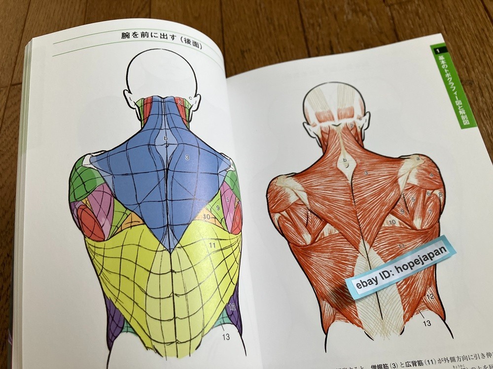 Artistic Anatomy of Famous Paintings and Sculptures Japanese Book | eBay