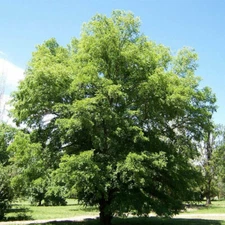 Ulmus pumila (Siberian Elm) Tree Seeds, Tough and Hardy