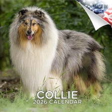Collie Dog Breed Calendar 2026 FULL SIZE 12x24 Made in USA