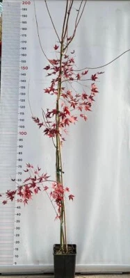 PIANTA DI ACER PALMATUM IN VASO 16X16 CM ALTEZZA 180/200 CM (foto reali)