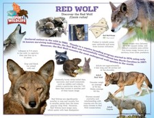Passport to Wildlife Laminated Red Wolf Poster