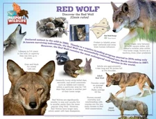 Passport to Wildlife Laminated Red Wolf Poster 