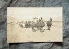 Antique Llhamas photo sepia black and white Rppc photo postcard Unused