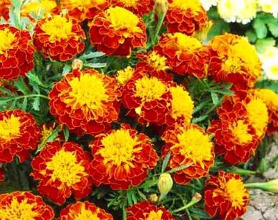 French Marigold Harmony 300 Seeds Tagetes Patula Nana - 