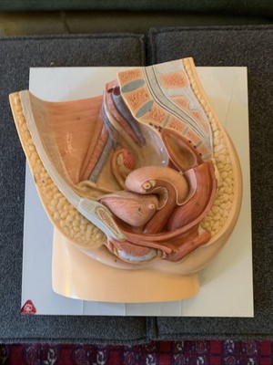 Vintage Medical Anatomical Model Female Reproductive Organs