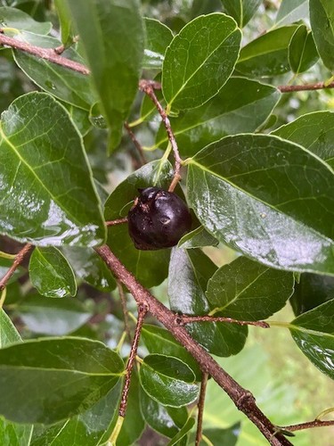 Flacourtia indica (Governor's Plum) 1 Gal seedling *RARE*