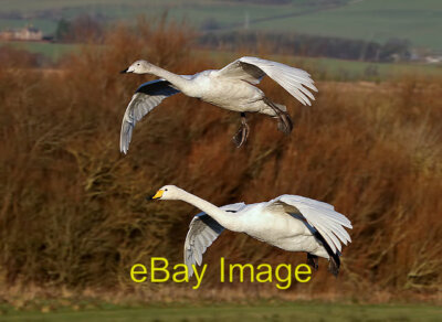 Photo 6x4 Whooper swans at Caerlaverock Wetland Centre Eastpark This adul c2014