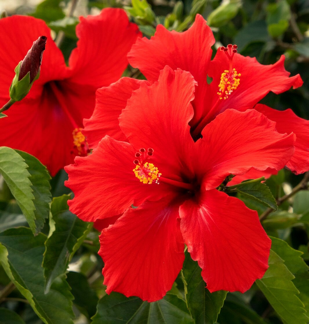 TROPICAL RED HIBISCUS WELL ROOTED 3 TO 5 INCHES LIVE STARTER PLANT