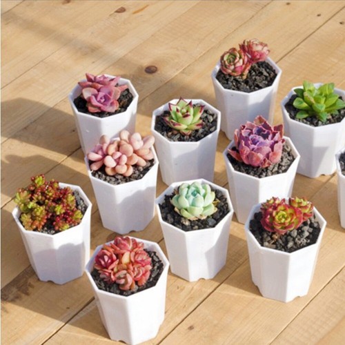 10 Pcs Octagonal Pot Succulent Plant Container Flower Simple Versatile
