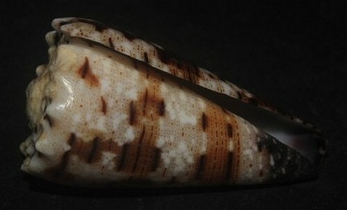 555 seashells Conus imperialis SUPERB 44mm F+++/gem, superb pattern and color - Picture 5 of 7