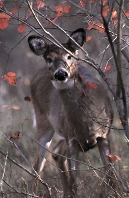 Klappkarte: niedliches Rehkitz im Wald -  a roe deer hidden in the forrest