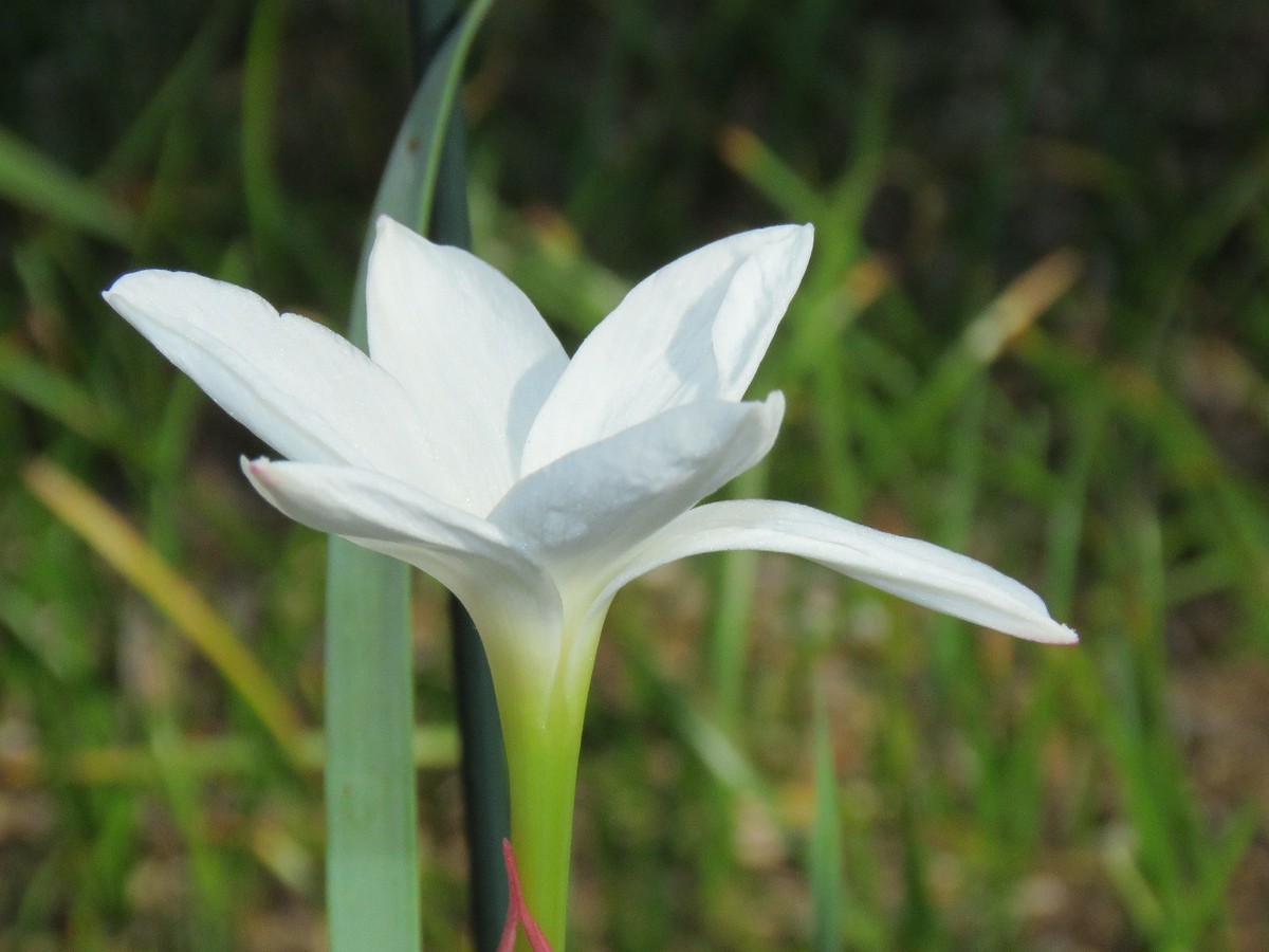 Rain Lily, Zephyranthes Drummondii #02', 1 bulb, NEW