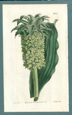 1808 Curtis Botanical Magazine Undulated Eucomis 1 Antique Exotic Flower Print 