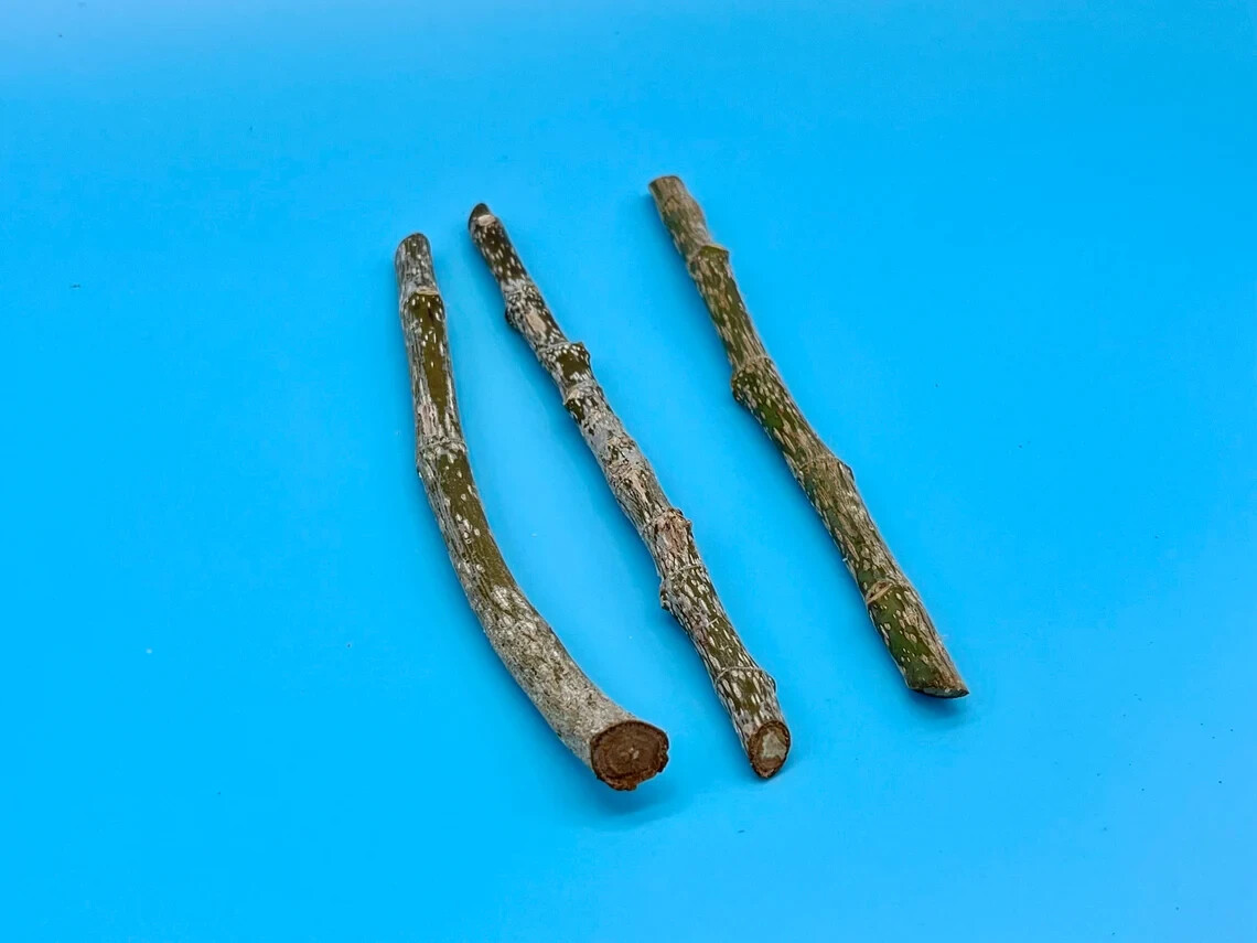 Bodhi Tree 3 LIVE CUTTINGS from Rare Tree eBay