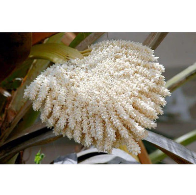 Dattelpalmen Pollen Pulver 100 Gramm, Pure Natural Organic طلع النخيل Superfood