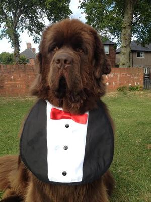 newfoundland dog st bernard