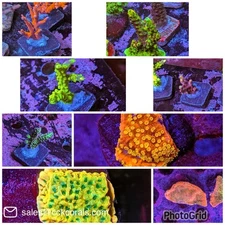 Mixed Pack 5 Acropora & Montipora SPS Frags Acro Monti JF TSA 2GC WWC FHC PC ORA