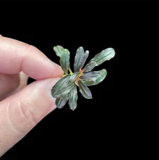Bucephalandra Phantom Mini | Buce Aquarium Plants Factory®