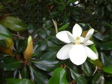 4.5ft inc. pot EVERGREEN Magnolia grandiflora 10litre