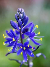 20 Blue LARGE CAMAS Camassia Leichtlinii Quamasia Great Camass Native Flower See