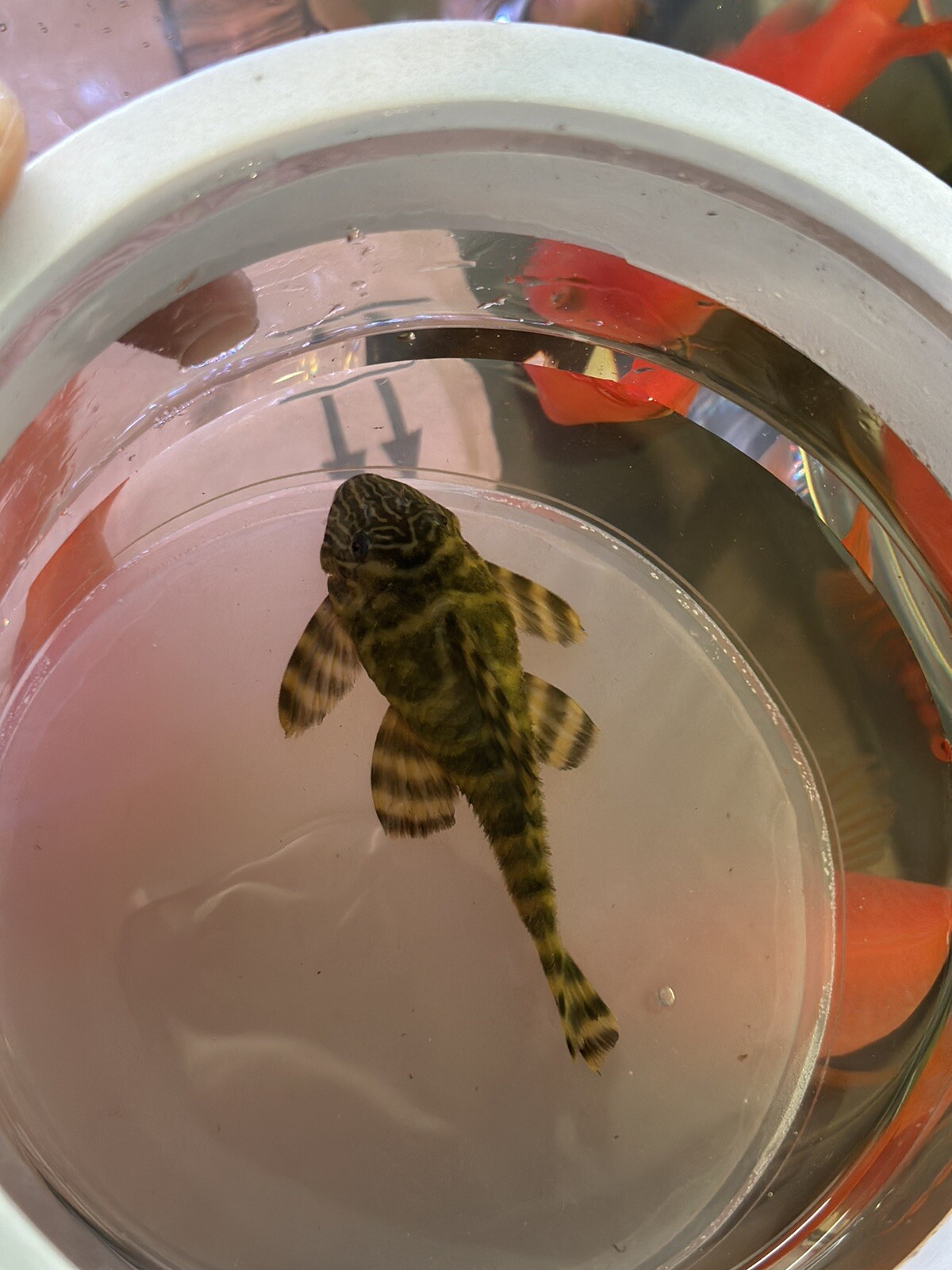 l397-pleco-alenquer-tiger-pleco-size-4-4-5-inch-ebay