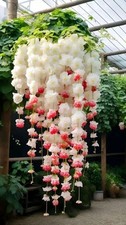Weeping Begonia Imported Flower Bulbs outdoor Flower bulbs Pack of 4 pink white