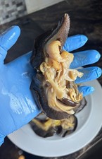 Extra Jumbo Fresh frozen bush snail (10 pieces) 