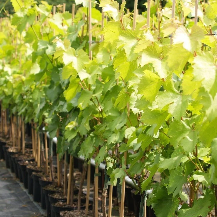 Weinrebe Phoenix gelber Wein Traubensaft herstellen 60-100 cm im 3,5 Liter Topf - Bild 2 von 2