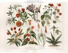 1895 LADY SLIPPER Passiflora ORCHID Pomegranate Antique Chromolithograph PRINT