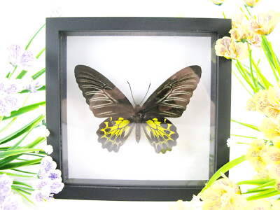 Golden Birdwing f.- Real Butterfly, Prepared in a 3D Displaycase - Museum Quality