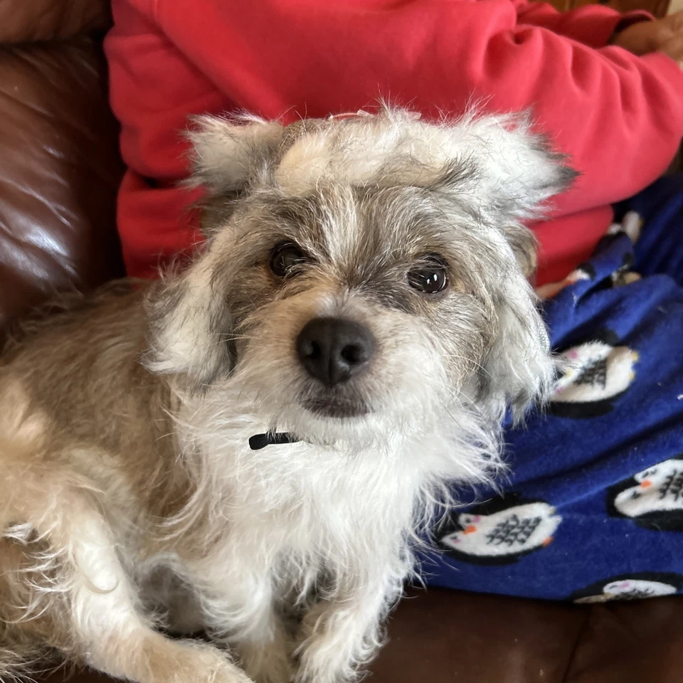 Botas y Sombrero para Perro Medias de Piel Sintética con Punta de Cebada XXS/XS - ¡NUEVO Envío Rápido! Foto 2 de 2