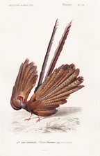 pheasant pheasant Phasianus argus bird bird engraving steel engraving Orbigny 1841