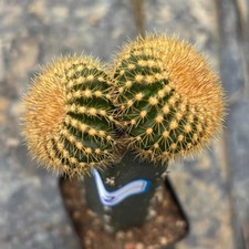 6.8cm Uebelmania pectinifera subsp. eriocactoides WYSIWYG DecorGrafted
