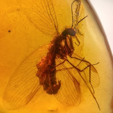 Mantisfly in Burmese / Burmite amber fossil / 100% genuine amber 