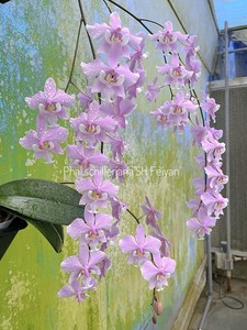 Phal Schilleriana | eBay