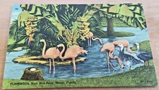 Vintage 1930's Tichnor Brothers Inc. Postcard-Flamingo Rare Bird Farm MI- Unused