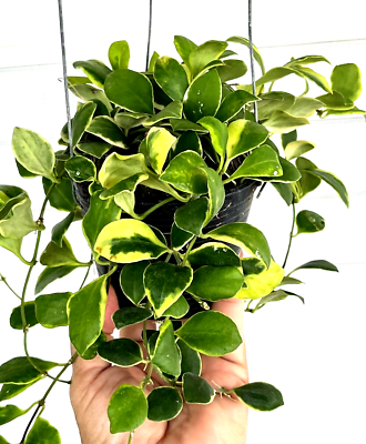 Hoya heuschkeliana albomarginata 5-10 inches well rooted. Rare. | eBay
