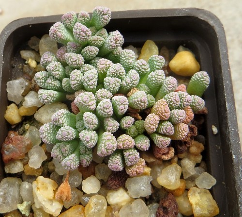 neohenricia sibbettii