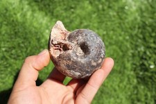 Fagesia Ammonite Fossil  Rare Cretaceous Ammonite, Natural Moroccan Fossils