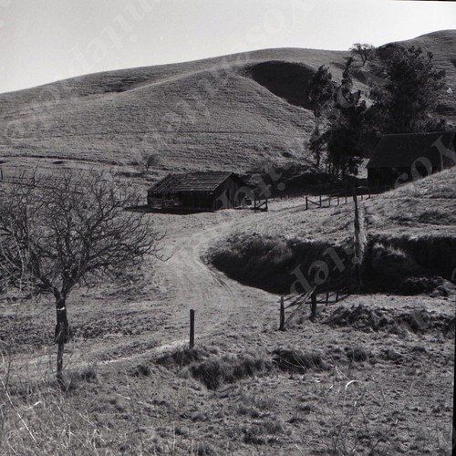 a15 Original Negative 1966 Livermore Barn / Tree 960a