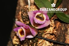 DENDROBIUM FUSCIFAUCIUM MINIATURE ORCHID MOUNTED