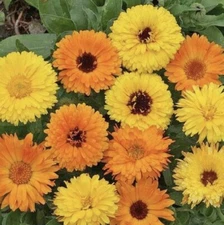 Calendula Seeds | Pacific Beauty Mix | Heirloom | Fresh Flower Seeds