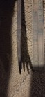 Vintage 13in Hand Forged Fish Spear Frog Gig 4 Prong — photo 4