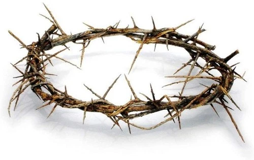 Authentic Biblical Lifesize 8" Crown of Thorns from Jerusalem w/ Certificate