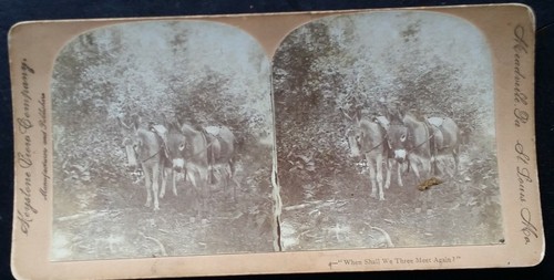Where Shall We Three Meet Again (Donkey's Waiting for Rider), c1890 Stereoview - Imagen 2 de 3