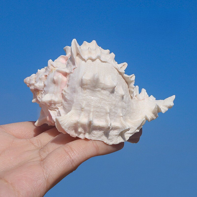 Cute Pink Conch Shells Natural Sea Snail Aquarium Fish Tank Landscape ...