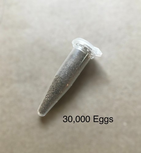 30,000 Fairy Shrimp eggs Food For New born Fish, Betta ,Guppy, Killifish. - Picture 17 of 24