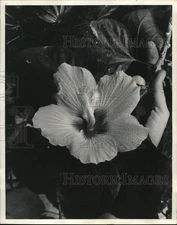 1972 Press Photo Peony flower in New Orleans - noc95134