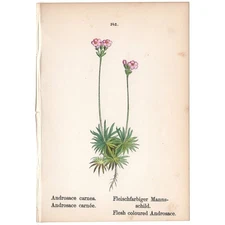 Antique 1879 botanical print hand-colored lithograph 342 Androsace flower