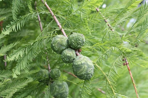 Southern Bald Cypress Tree | Premium Seeds | Taxodium distichum 'Fall' | Plants' - Picture 14 of 15